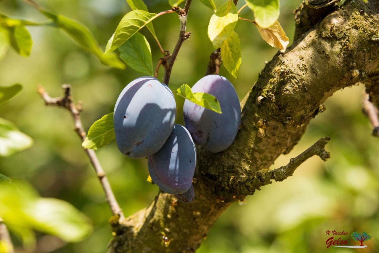 Il Vecchio Gelso - Agriturismo Rimini Montefiore Conca Villa Luaran gambar